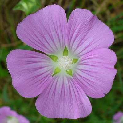 Lavatera punctata