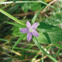 Legousia falcata