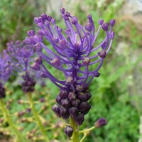 Leopoldia comosa