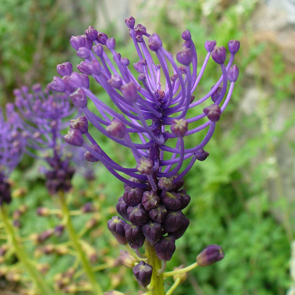 Leopoldia comosa