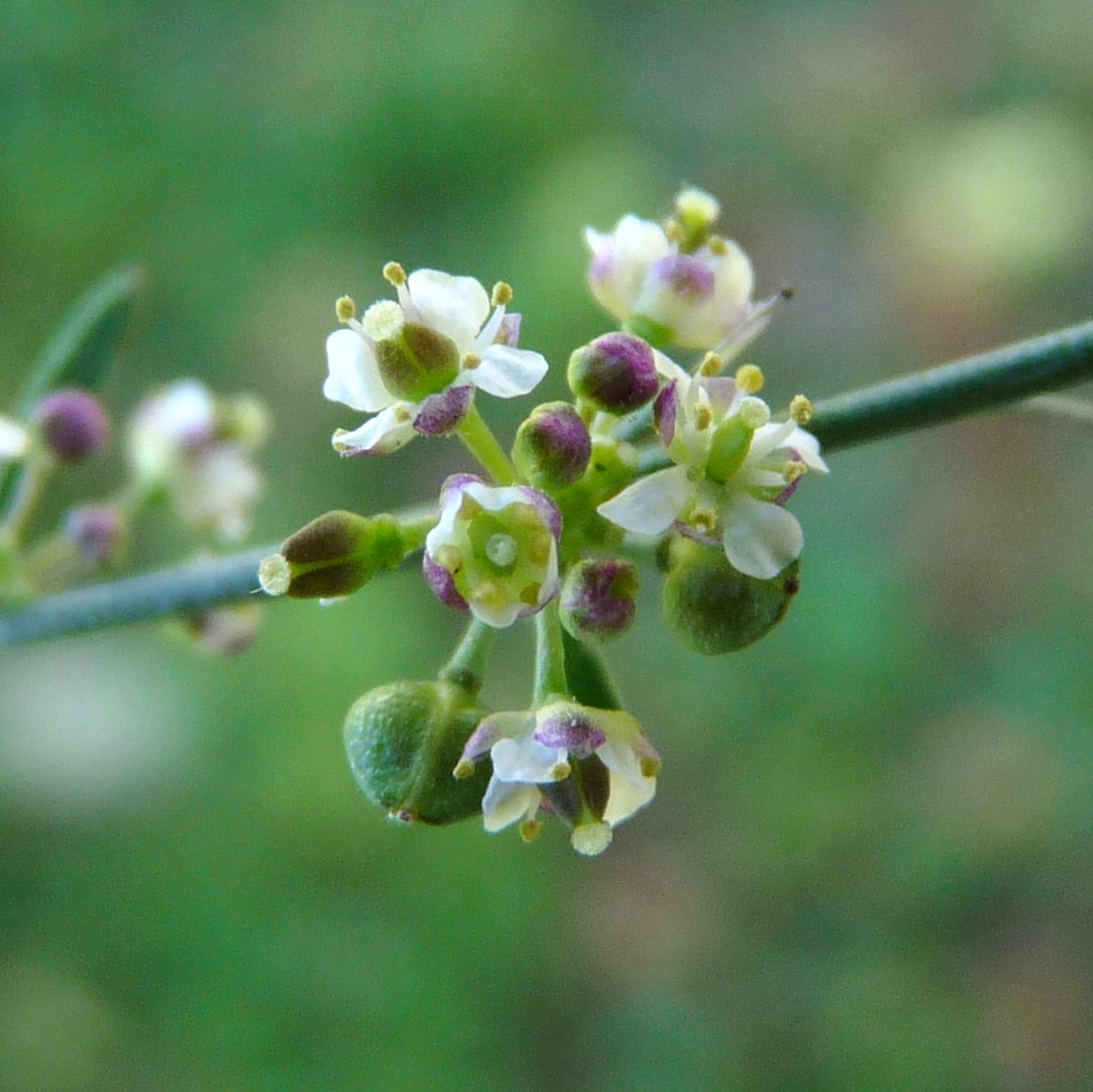 Lepidium graminifolium