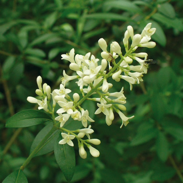 Ligustrum vulgare