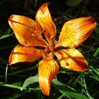 Lilium bulbiferum subsp. croceum