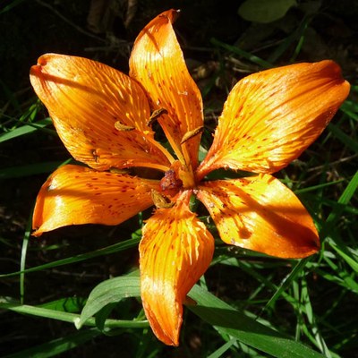 Lilium bulbiferum subsp. croceum