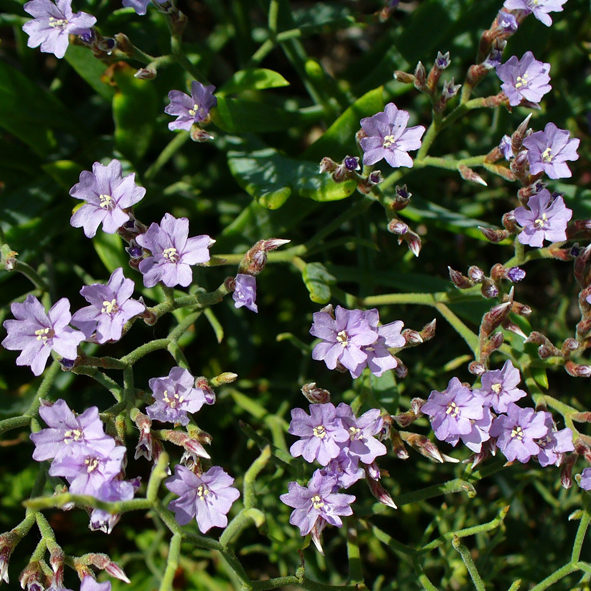 Limonium cordatum