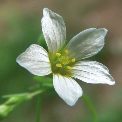 Linum catharticum