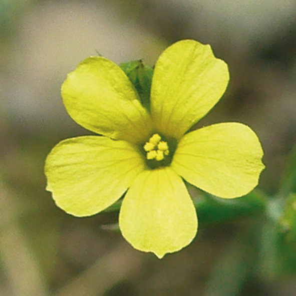 Linum tryginum