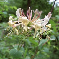 Lonicera caprifolium