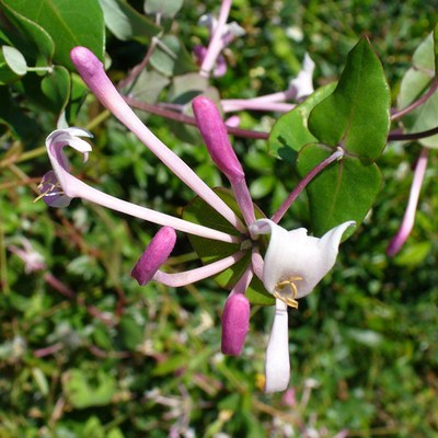 Lonicera implexa