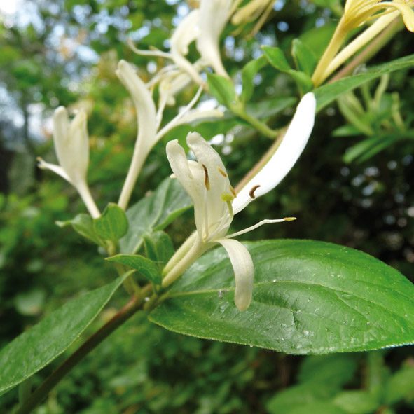 Lonicera japonica