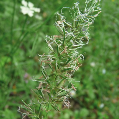 Lophochloa cristata