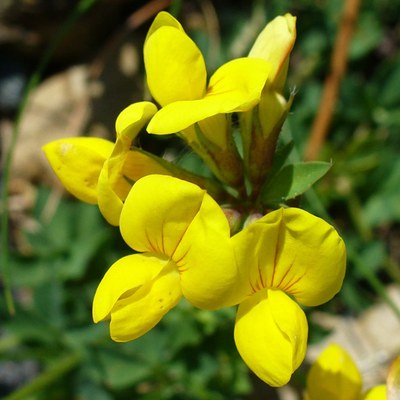 Lotus corniculatus