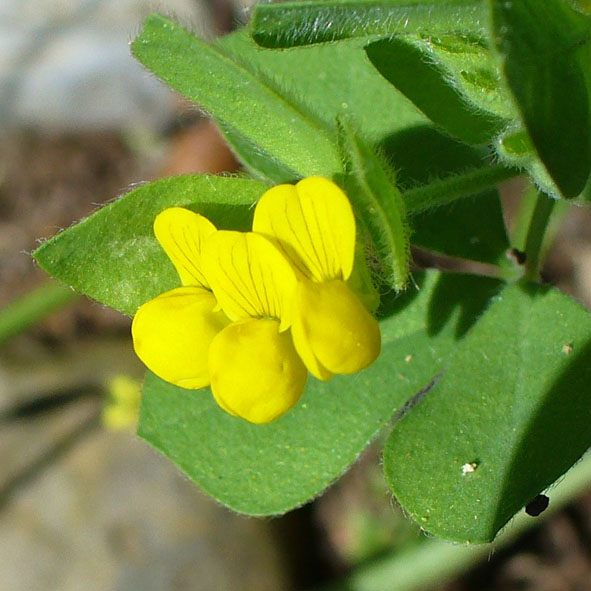 Lotus ornithopodioides