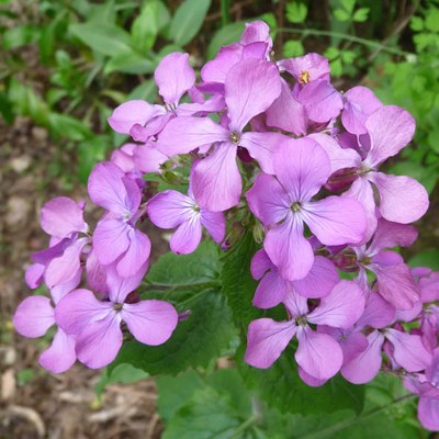 Lunaria annua