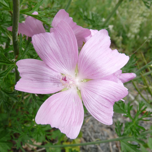 Malva moschata