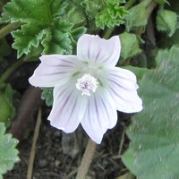 Malva neglecta - foto G. Fanciulli