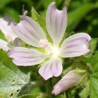 Malva nicaeensis