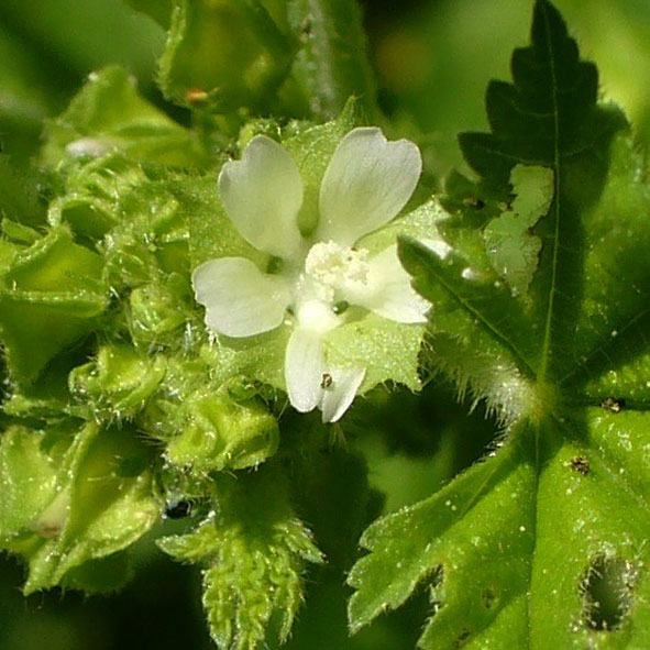 Malva parviflora