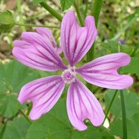 Malva sylvestris