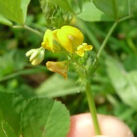 Medicago arabica