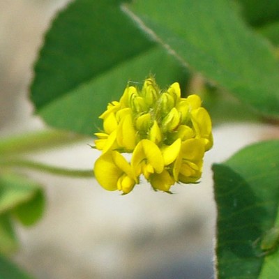 Medicago lupulina