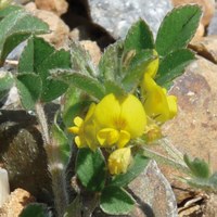 Medicago minima