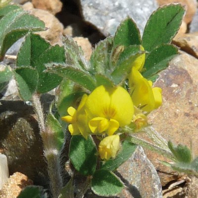 Medicago minima