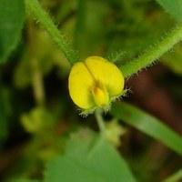 Medicago orbicularis