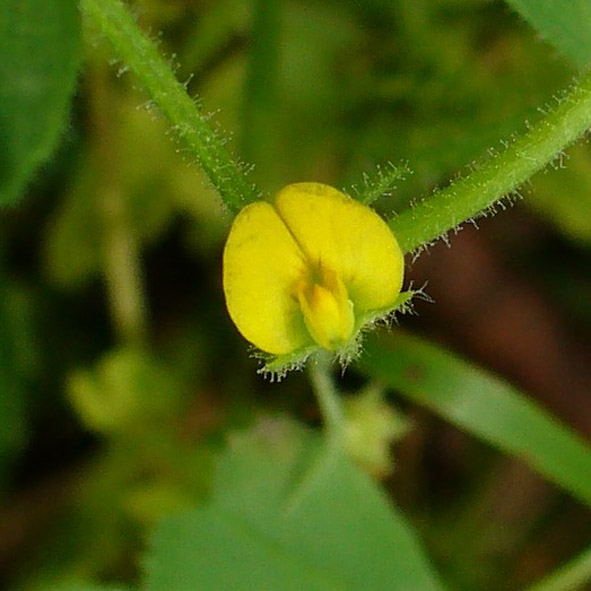 Medicago orbicularis