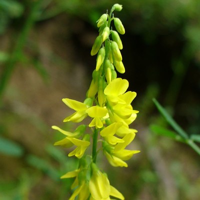 Melilotus officinalis