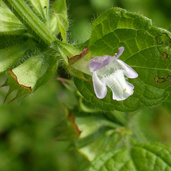 Melissa officinalis