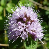 Mentha aquatica