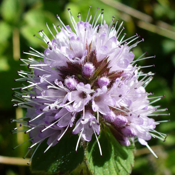 Mentha aquatica