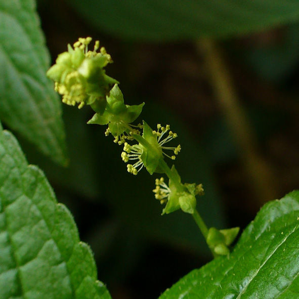 Mercurialis perennis