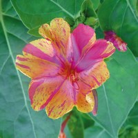 Mirabilis jalapa