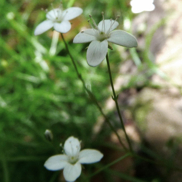 Moehringia muscosa