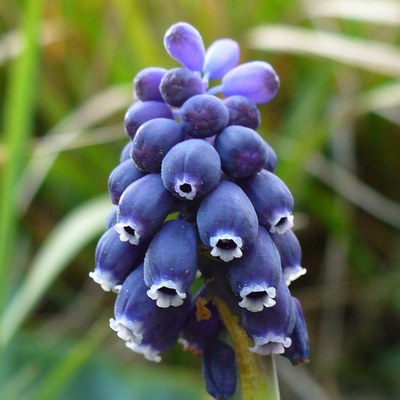 Muscari neglectum