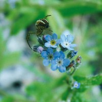 Myosotis arvensis