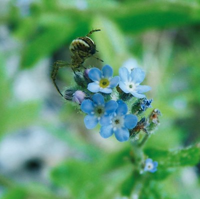 Myosotis arvensis