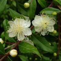 Myrtus communis