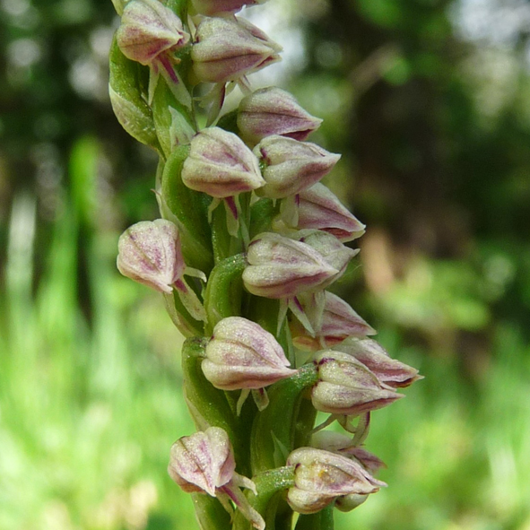 Neotinea maculata