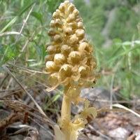 Neottia nidus-avis foto A. Viotto