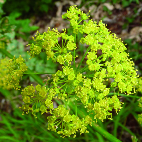 Opopanax chironium