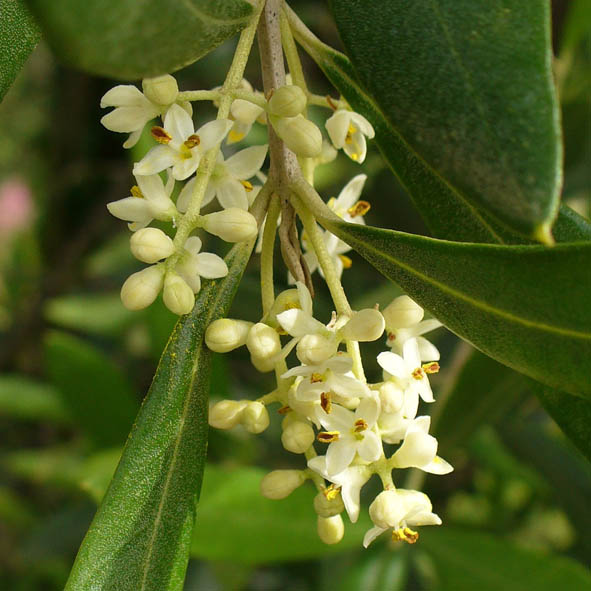 Olea europaea