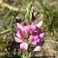 Onobrichis vicifolia