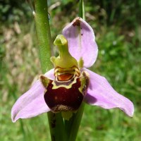 Ophrys apifera