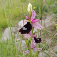 Ophrys bertoloni