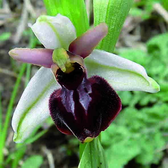 Ophrys exaltata subsp. montis leonis