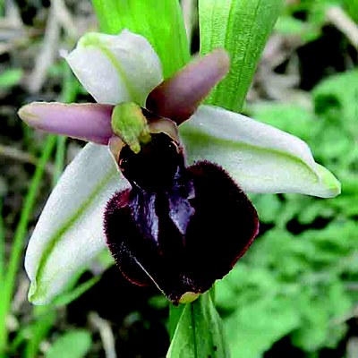 Ophrys exaltata subsp. montis leonis