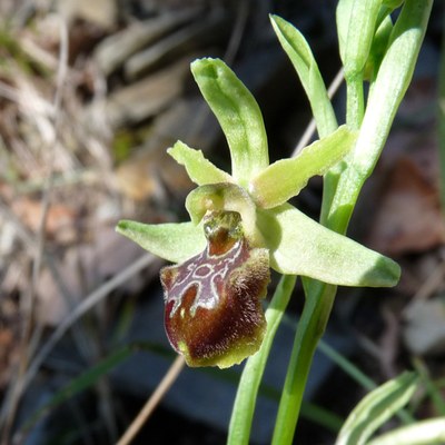 Ophrys sphegodes